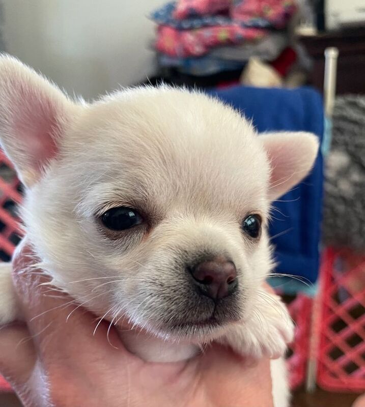 Kennel Club Registered Chihuahua Puppies For Sale