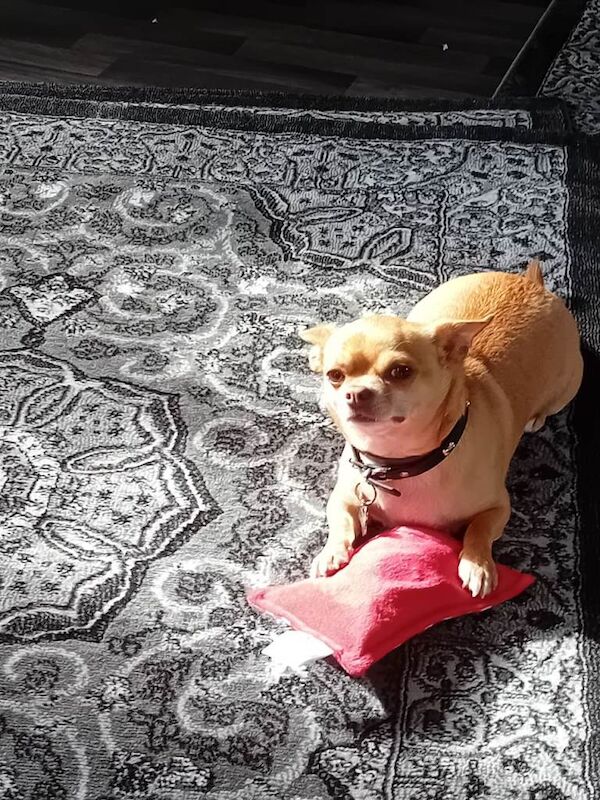 Red 4 year old chihuahua - Image 2 of 5