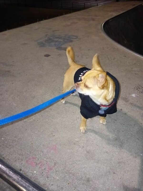 Red 4 year old chihuahua - Image 3 of 5