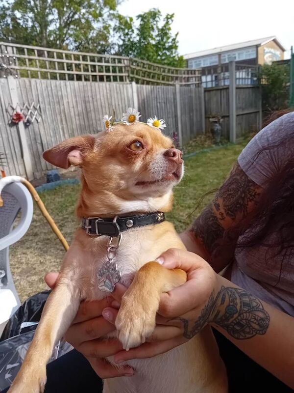 Red 4 year old chihuahua - Image 4 of 5