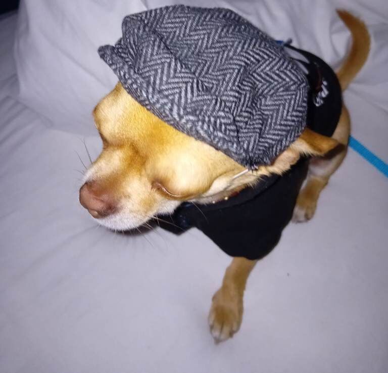 Red 4 year old chihuahua - Image 5 of 5