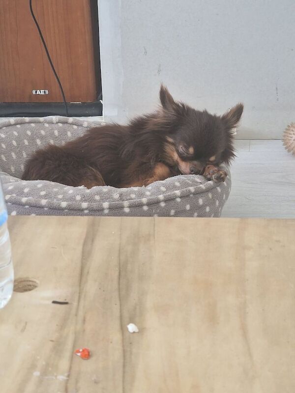 Rollo age 7 for sale in Kentish Town, Greater London