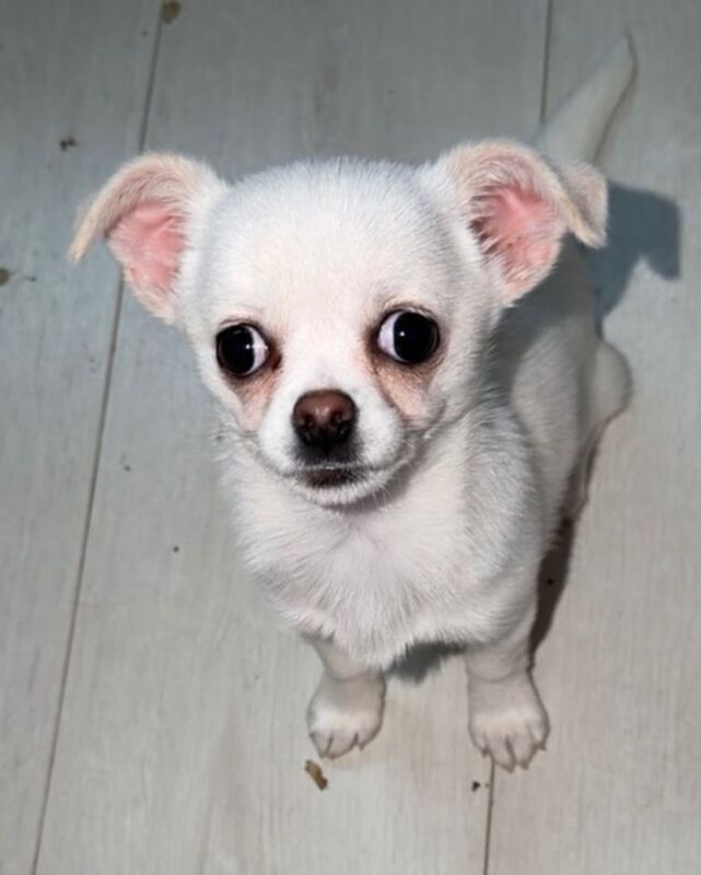 Chihuahua puppies for sale in Newton-le-Willows, Merseyside – 11 weeks old - Image 2 of 2
