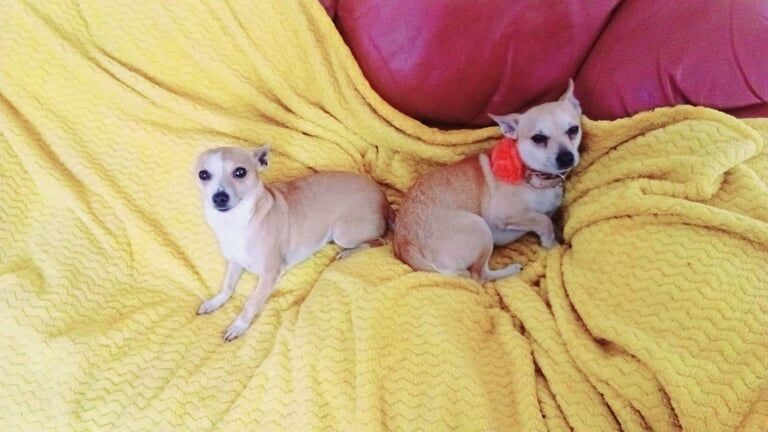 Chihuahua puppies for sale in Woodford, Greater London – 8 months old
