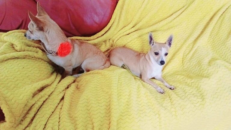 Chihuahua puppies for sale in Woodford, Greater London – 8 months old - Image 2 of 3