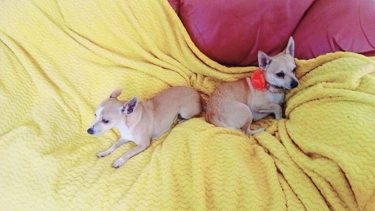 Chihuahua puppies for sale in Woodford, Greater London – 8 months old - Image 3 of 3