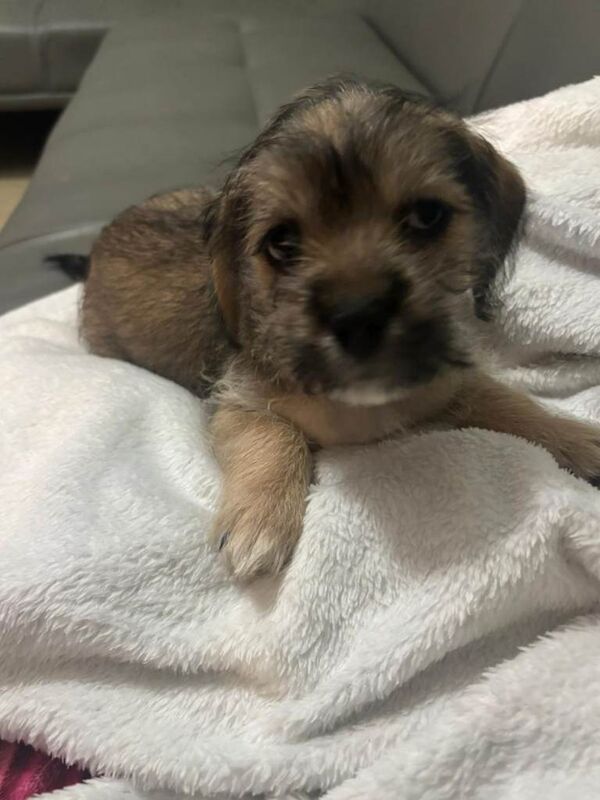 Chihuahua puppies for sale in Norwich, Norfolk – 9 weeks old