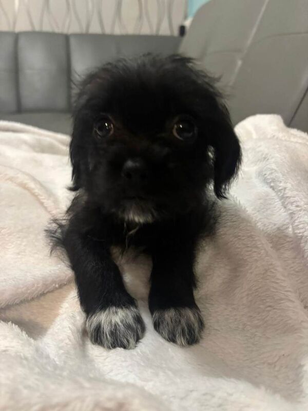 Chihuahua puppies for sale in Norwich, Norfolk – 9 weeks old - Image 2 of 3