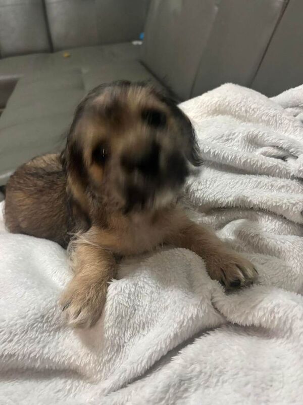 Chihuahua Puppies For Sale