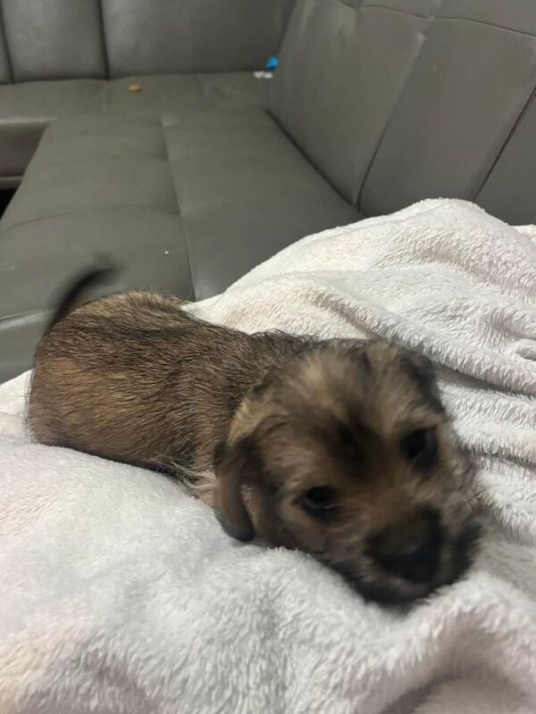 Chihuahua puppies for sale in Norwich, Norfolk – 9 weeks old - Image 2 of 3