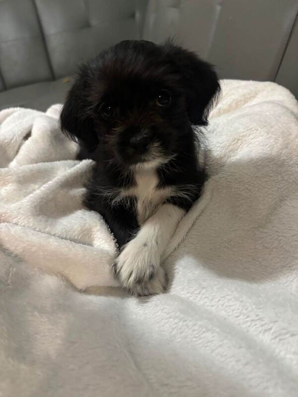 Chihuahua puppies for sale in Norwich, Norfolk – 9 weeks old - Image 3 of 3