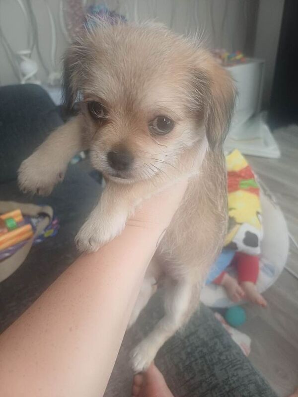 Short hair chihuahua shih tzu girl