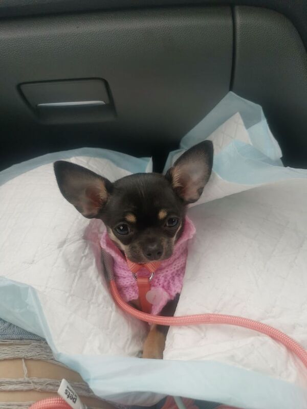 Chihuahua puppies for sale in Merstham, Surrey – 3 months old