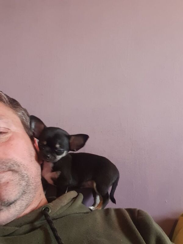 Chihuahua puppies for sale in Merstham, Surrey – 3 months old - Image 2 of 4