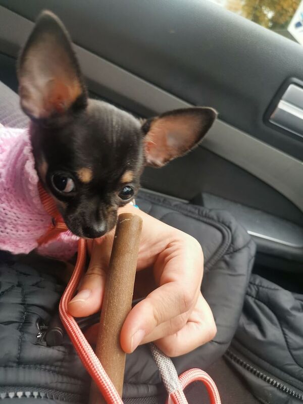 Chihuahua puppies for sale in Merstham, Surrey – 3 months old - Image 3 of 4