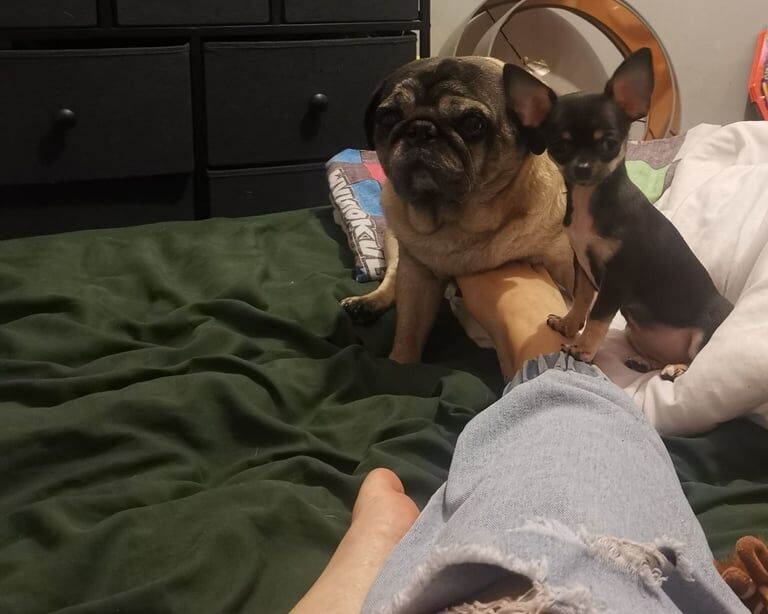 Chihuahua puppies for sale in Merstham, Surrey – 3 months old - Image 4 of 4