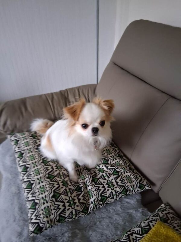 Chihuahua puppies for sale in Dundee – 6 months old