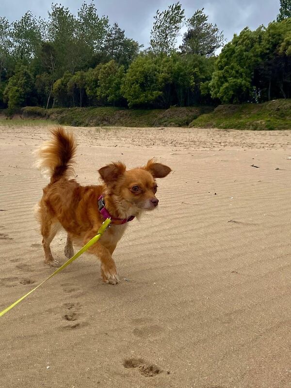 Chihuahua puppies for sale in Llanfair Pwllgwyngyll, Gwynedd – 2 years old