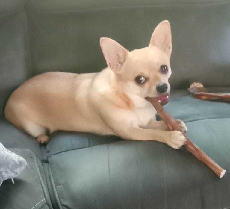 Chihuahua Puppies For Sale Under £1,000