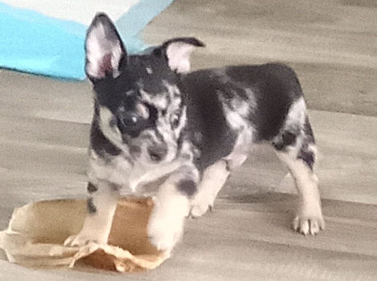 Chihuahua puppies for sale in Bungay, Suffolk – 8 weeks old