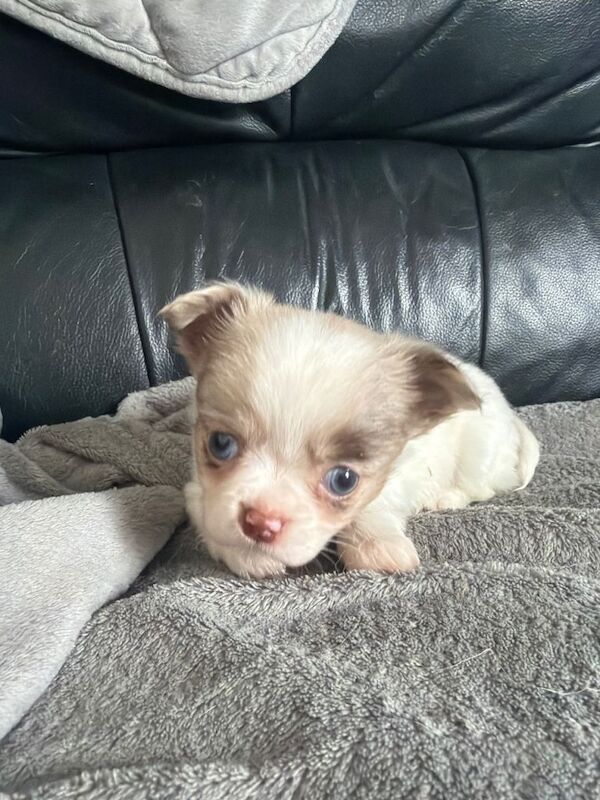 **still available!** Long coat apple head chihuahua pup ready now - Image 2 of 5