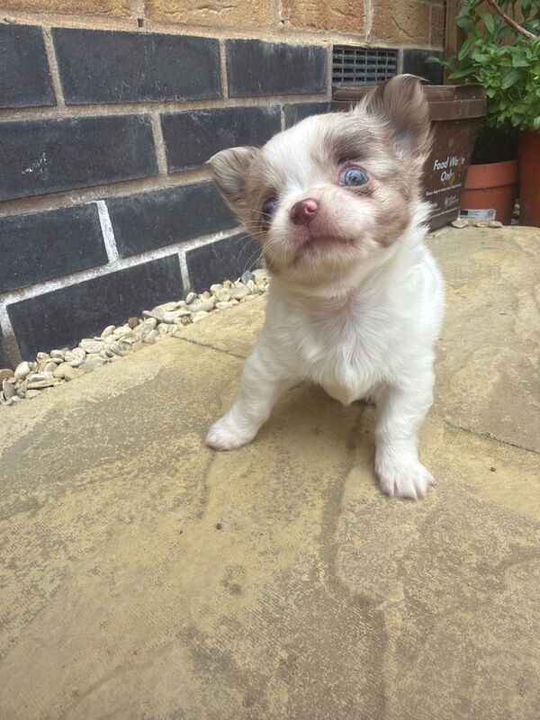 **still available!** Long coat apple head chihuahua pup ready now - Image 3 of 5
