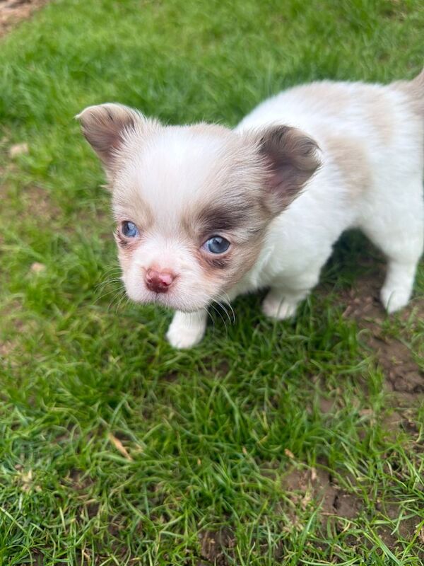 **still available!** Long coat apple head chihuahua pup ready now - Image 4 of 5