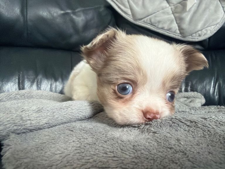 **still available!** Long coat apple head chihuahua pup ready now - Image 5 of 5