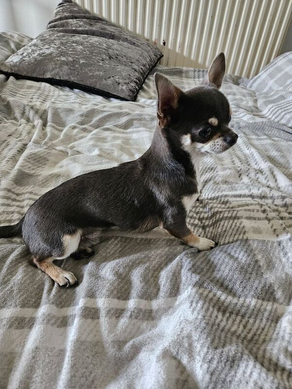 Stunning blue boy chihuahua for sale in Somerset