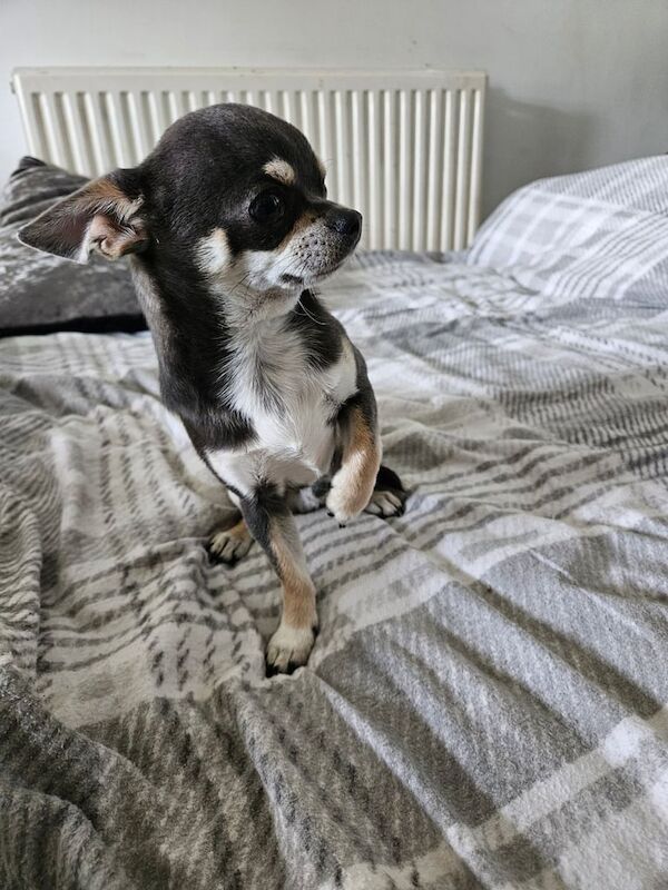 Stunning blue boy chihuahua for sale in Somerset - Image 2