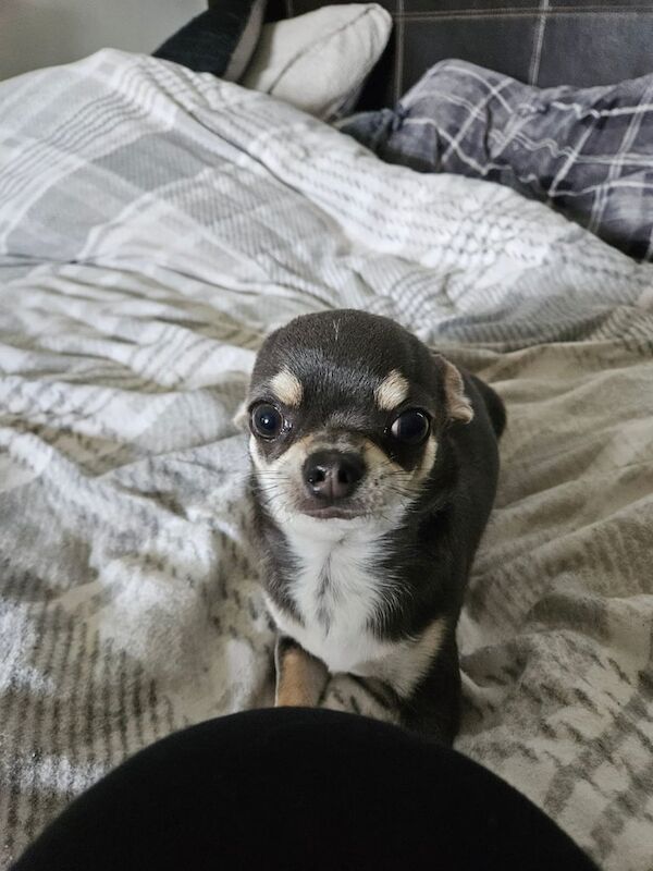 Stunning blue boy chihuahua for sale in Somerset | Image 3