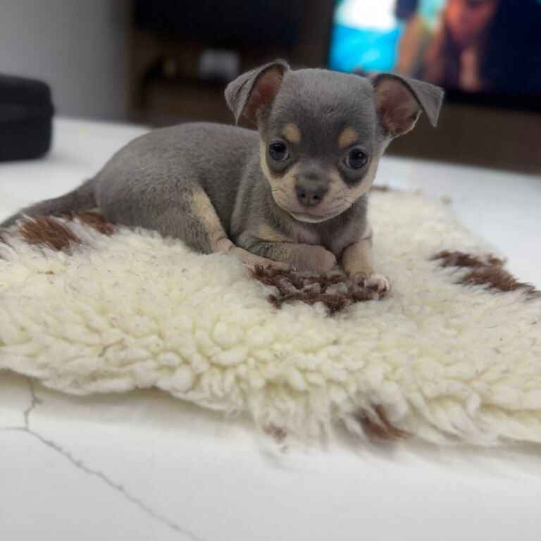 Stunning Blue & Tan Teacup Chihuahua Female Puppy