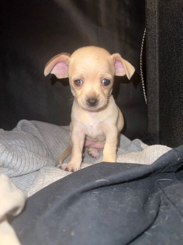 Stunning chihuahua