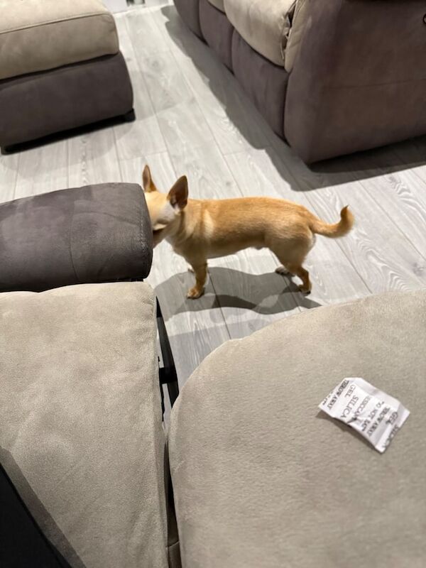 Chihuahua puppies for sale in Sydenham, Greater London – 2 years old - Image 2 of 3