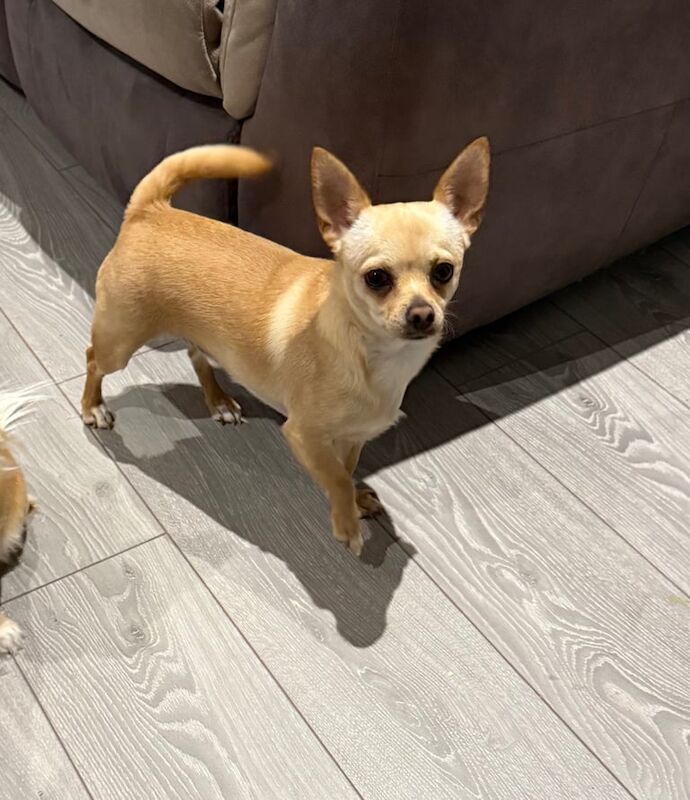 Chihuahua puppies for sale in Sydenham, Greater London – 2 years old - Image 3 of 3