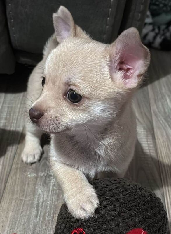 Chihuahua puppies for sale in Bungay, Suffolk – 8 weeks old