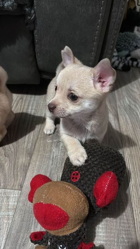 Chihuahua puppies for sale in Bungay, Suffolk – 8 weeks old - Image 2 of 6