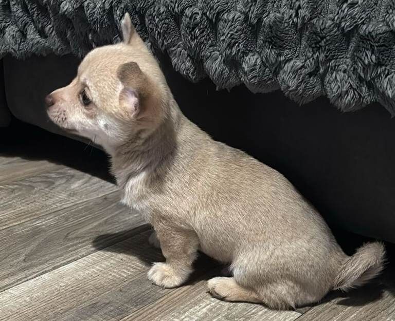 Chihuahua puppies for sale in Bungay, Suffolk – 8 weeks old - Image 3 of 6