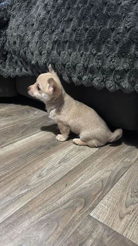 Chihuahua puppies for sale in Bungay, Suffolk – 8 weeks old - Image 4 of 6