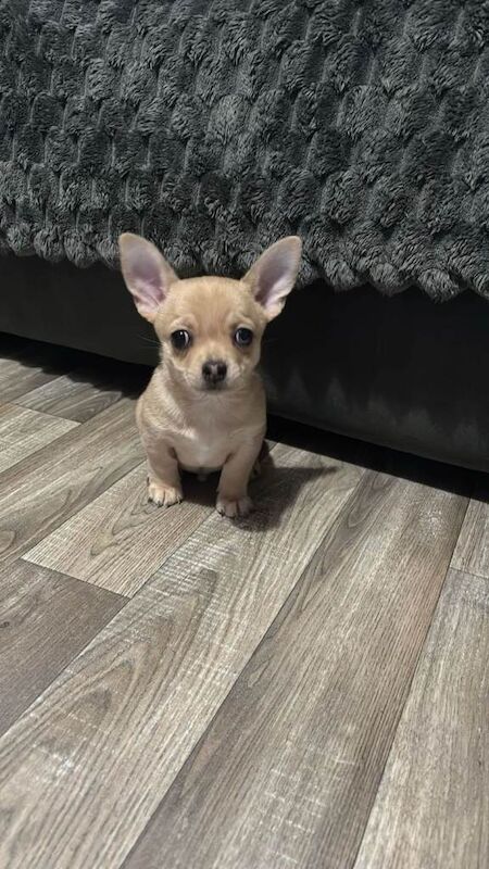 Chihuahua puppies for sale in Bungay, Suffolk – 8 weeks old - Image 6 of 6