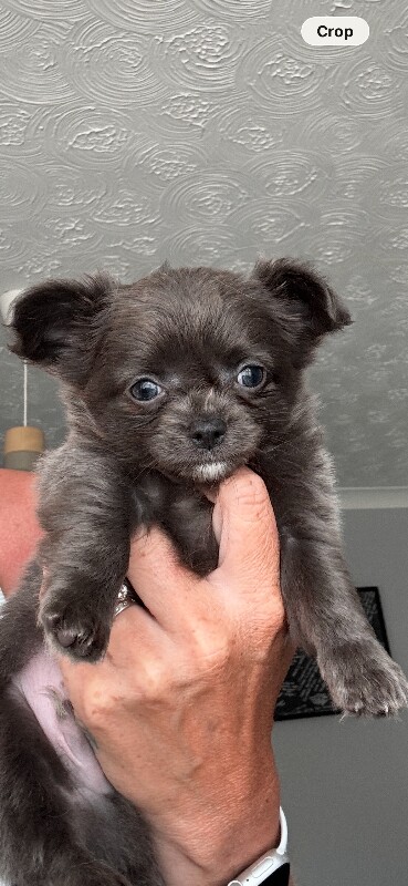 Chihuahua Puppies For Sale