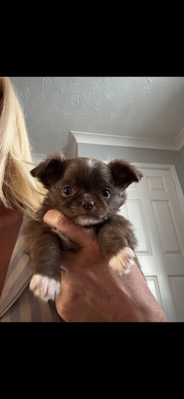Stunning chihuahua pups - Image 2 of 3