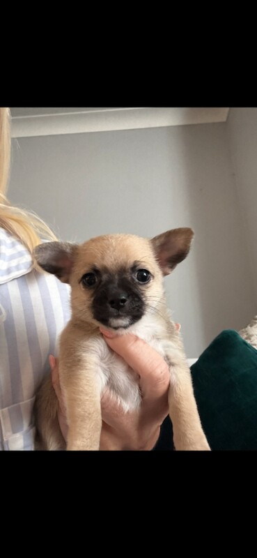 Stunning chihuahua pups - Image 3 of 3