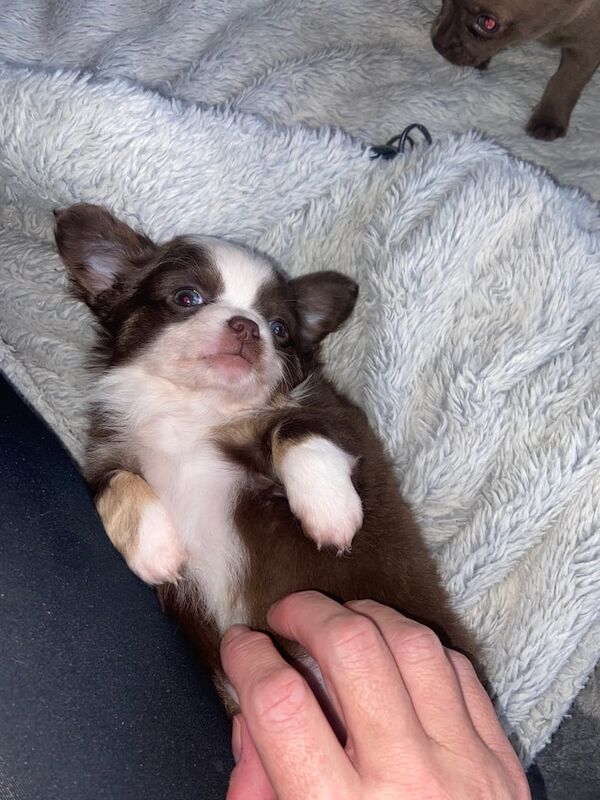 Chihuahua puppies for sale in Bishopbriggs, Dunbartonshire – 7 weeks old