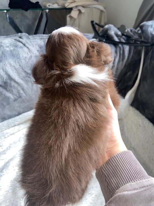 Chihuahua puppies for sale in Bishopbriggs, Dunbartonshire – 7 weeks old - Image 2 of 3