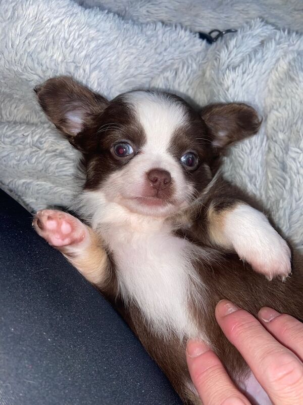 Chihuahua puppies for sale in Bishopbriggs, Dunbartonshire – 7 weeks old - Image 3 of 3