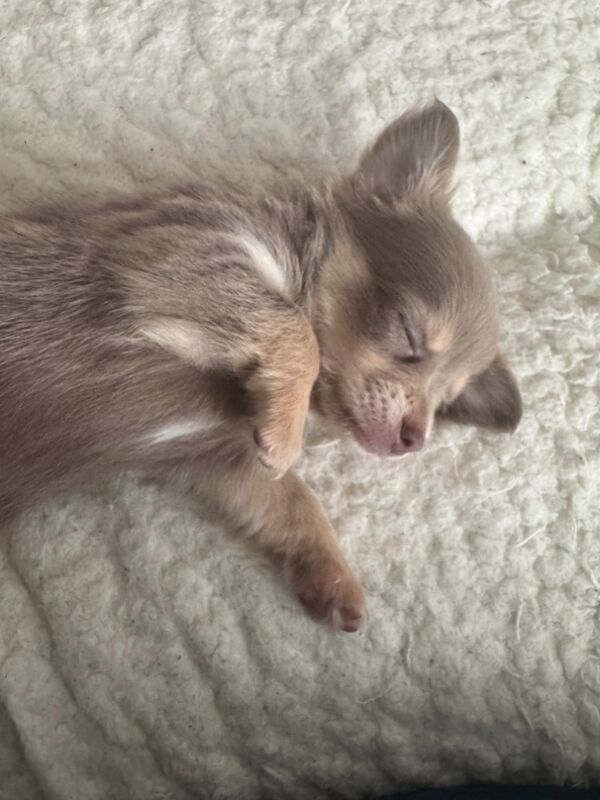 Chihuahua puppies for sale in Telford, Shropshire – 6 weeks old