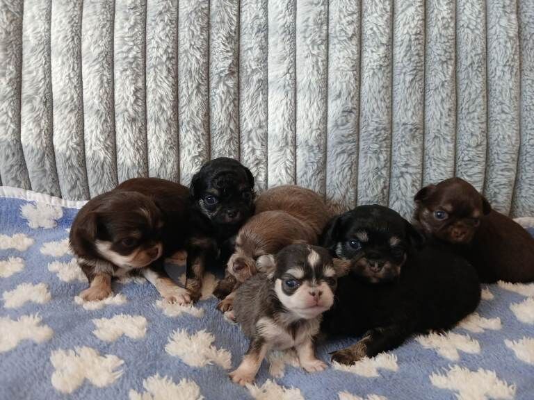 Chihuahua Puppies For Sale