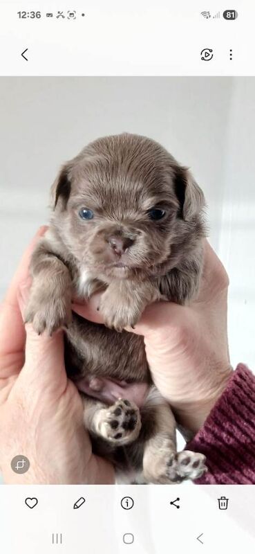 Stunning litter of kc registered long coat chihuahua puppies - Image 2 of 3