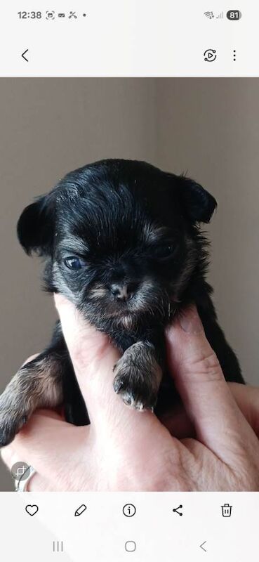 Stunning litter of kc registered long coat chihuahua puppies - Image 3 of 3